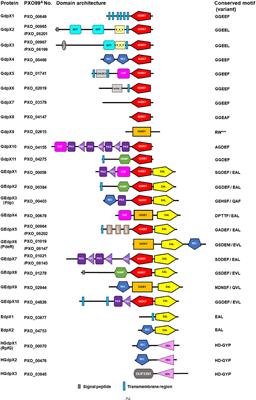 Identification of c-di-GMP Signaling Components in Xanthomonas oryzae and Their Orthologs in Xanthomonads Involved in Regulation of Bacterial Virulence Expression